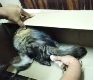 Mother & Newborns Emergency Rescue