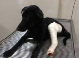 Puppy Survivor of Severe Bite Injury